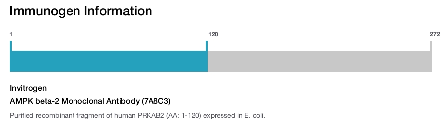 AMPK beta-2 Monoclonal Antibody (7A8C3)