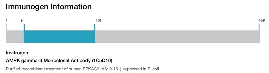 AMPK gamma-3 Monoclonal Antibody (1C5D10)