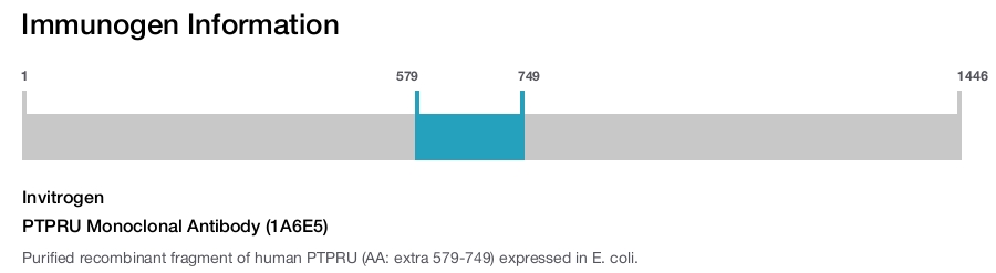 PTPRU Monoclonal Antibody (1A6E5)