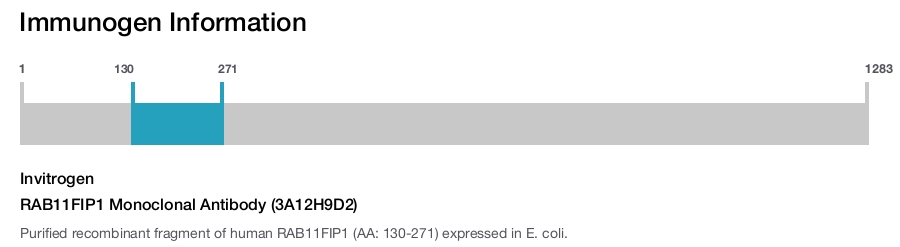 RAB11FIP1 Monoclonal Antibody (3A12H9D2)
