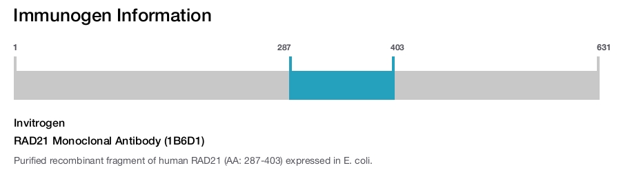 RAD21 Monoclonal Antibody (1B6D1)