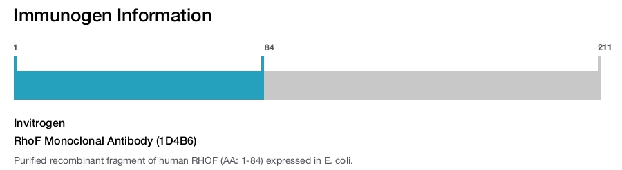 RhoF Monoclonal Antibody (1D4B6)