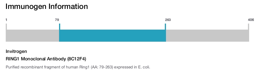 RING1 Monoclonal Antibody (8C12F4)