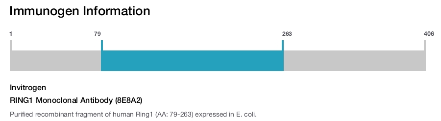 RING1 Monoclonal Antibody (8E8A2)