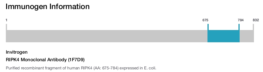 RIPK4 Monoclonal Antibody (1F7D9)