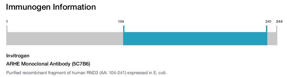 ARHE Monoclonal Antibody (5C7B6)
