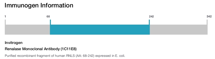 Renalase Monoclonal Antibody (1C11E8)