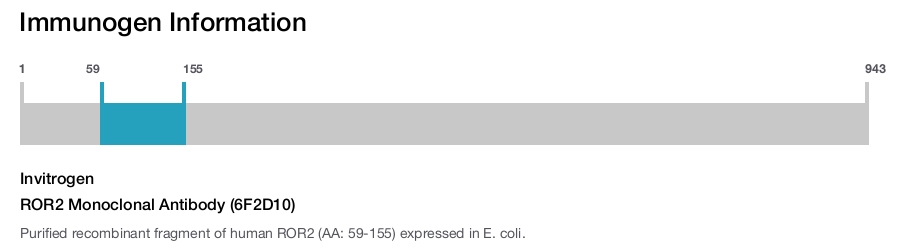 ROR2 Monoclonal Antibody (6F2D10)