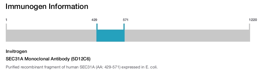 SEC31A Monoclonal Antibody (5D12C6)
