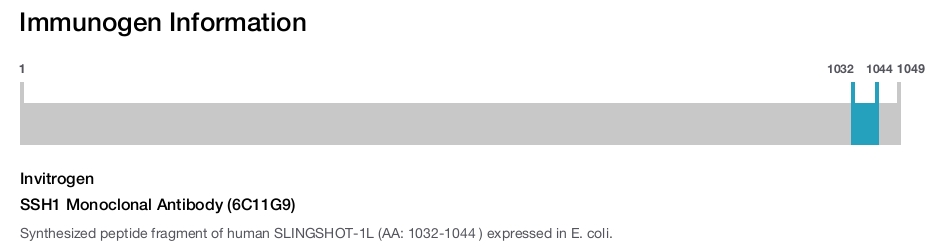 SSH1 Monoclonal Antibody (6C11G9)