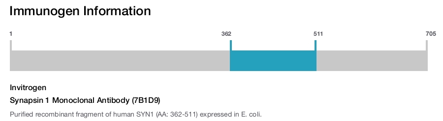 Synapsin 1 Monoclonal Antibody (7B1D9)
