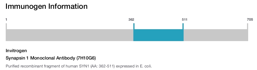 Synapsin 1 Monoclonal Antibody (7H10G6)