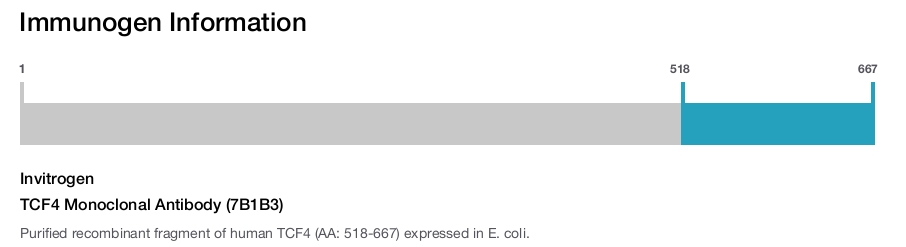 TCF4 Monoclonal Antibody (7B1B3)
