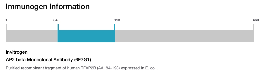AP2 beta Monoclonal Antibody (6F7G1)