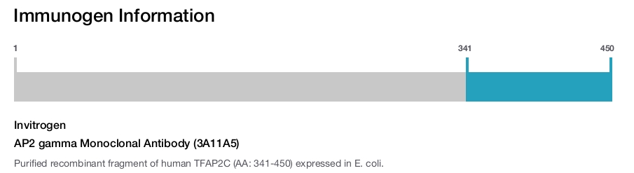AP2 gamma Monoclonal Antibody (3A11A5)