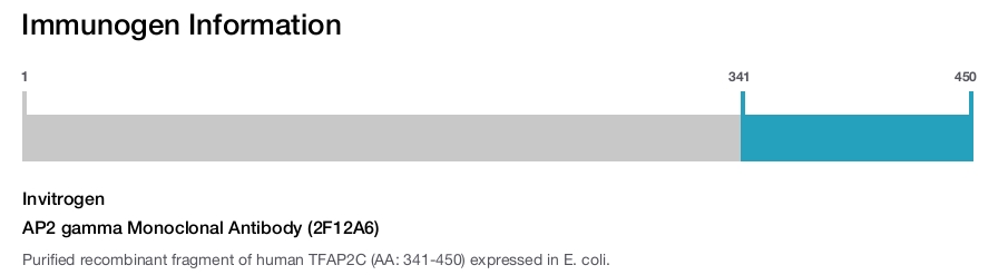 AP2 gamma Monoclonal Antibody (2F12A6)
