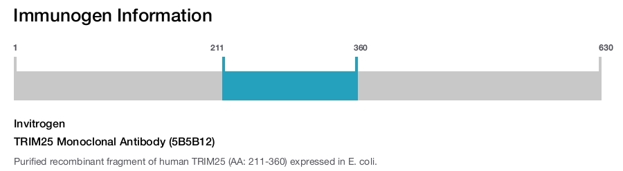 TRIM25 Monoclonal Antibody (5B5B12)