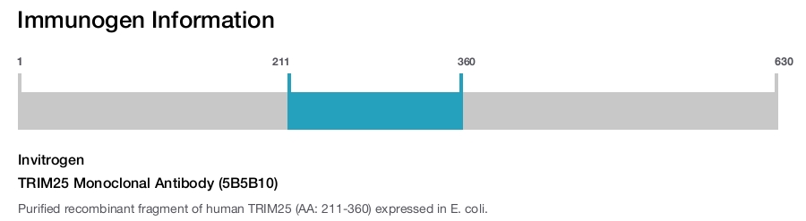 TRIM25 Monoclonal Antibody (5B5B10)