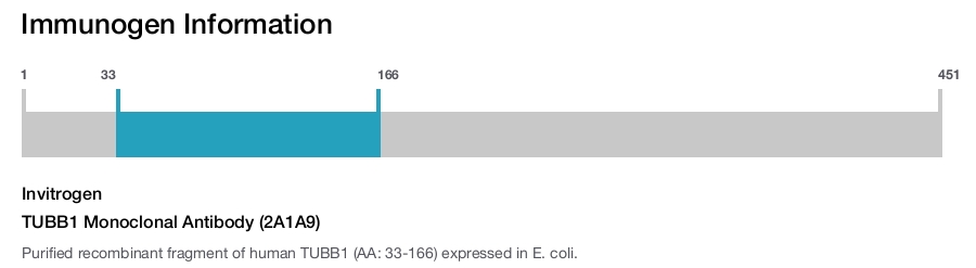 TUBB1 Monoclonal Antibody (2A1A9)