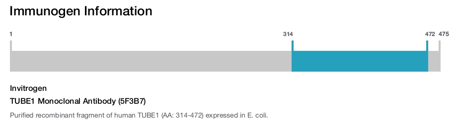 TUBE1 Monoclonal Antibody (5F3B7)