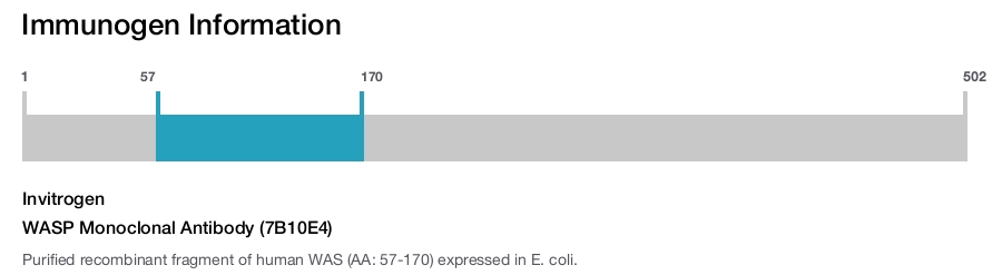 WASP Monoclonal Antibody (7B10E4)