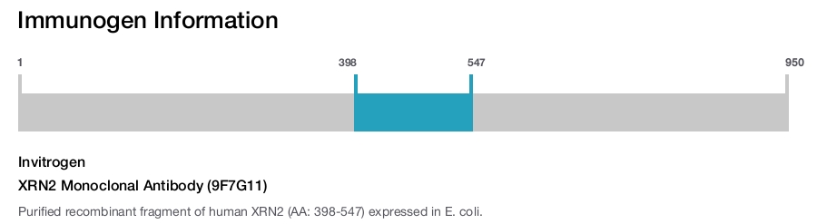 XRN2 Monoclonal Antibody (9F7G11)