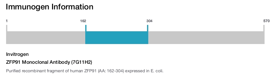 ZFP91 Monoclonal Antibody (7G11H2)