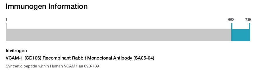 VCAM-1 (CD106) Recombinant Rabbit Monoclonal Antibody (SA05-04)