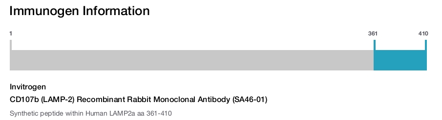 CD107b (LAMP-2) Recombinant Rabbit Monoclonal Antibody (SA46-01)