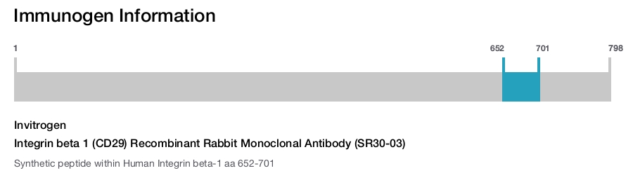 Integrin beta 1 (CD29) Recombinant Rabbit Monoclonal Antibody (SR30-03)