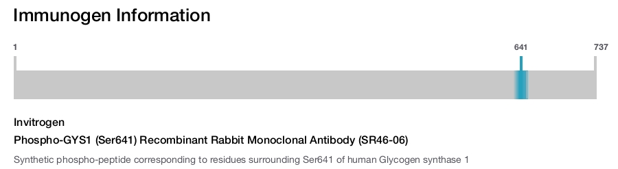 Phospho-GYS1 (Ser641) Recombinant Rabbit Monoclonal Antibody (SR46-06)