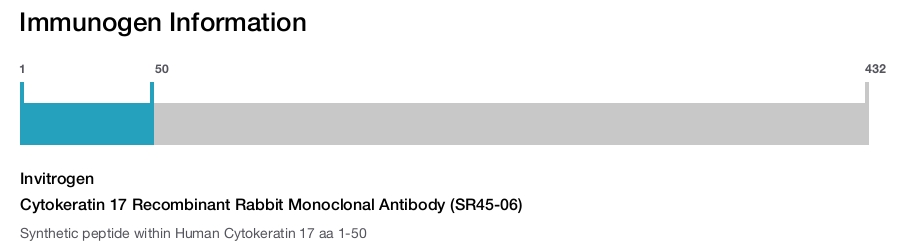 Cytokeratin 17 Recombinant Rabbit Monoclonal Antibody (SR45-06)