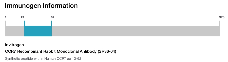 CCR7 Recombinant Rabbit Monoclonal Antibody (SR36-04)