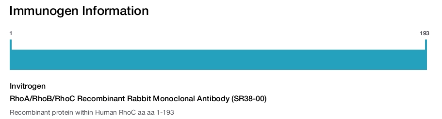 RhoA/RhoB/RhoC Recombinant Rabbit Monoclonal Antibody (SR38-00)