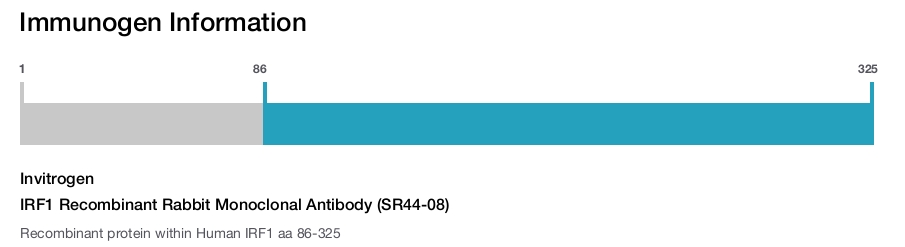 IRF1 Recombinant Rabbit Monoclonal Antibody (SR44-08)
