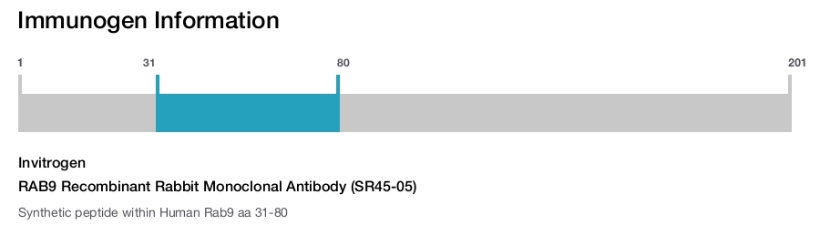 RAB9 Recombinant Rabbit Monoclonal Antibody (SR45-05)