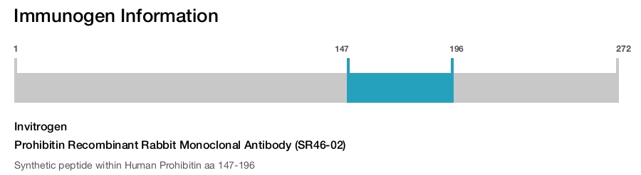 Prohibitin Recombinant Rabbit Monoclonal Antibody (SR46-02)