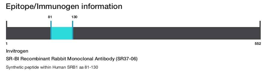 SR-BI Recombinant Rabbit Monoclonal Antibody (SR37-06)