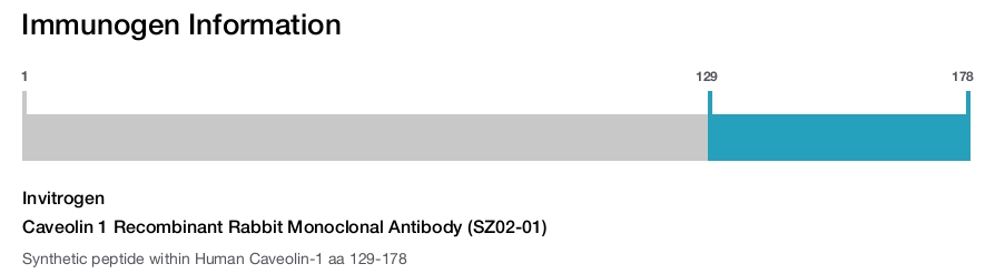 Caveolin 1 Recombinant Rabbit Monoclonal Antibody (SZ02-01)