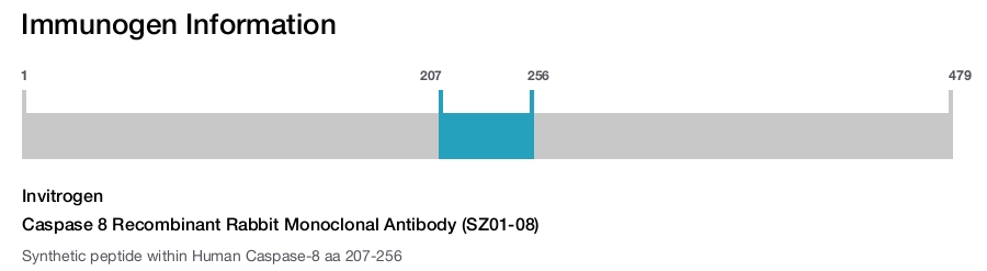 Caspase 8 Recombinant Rabbit Monoclonal Antibody (SZ01-08)
