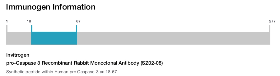 pro-Caspase 3 Recombinant Rabbit Monoclonal Antibody (SZ02-08)