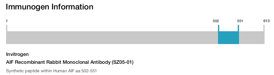AIF Recombinant Rabbit Monoclonal Antibody (SZ05-01)