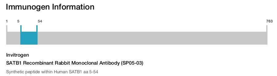 SATB1 Recombinant Rabbit Monoclonal Antibody (SP05-03)