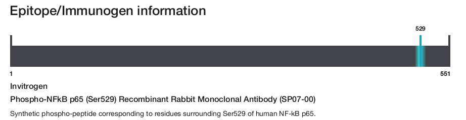 Phospho-NFkB p65 (Ser529) Recombinant Rabbit Monoclonal Antibody (SP07-00)