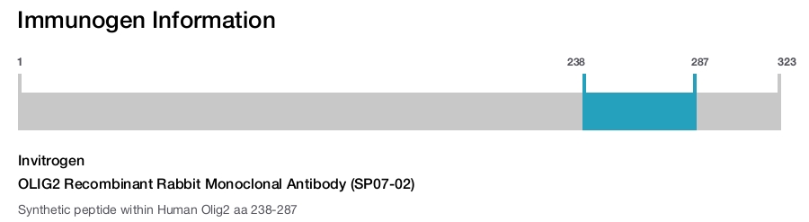 OLIG2 Recombinant Rabbit Monoclonal Antibody (SP07-02)