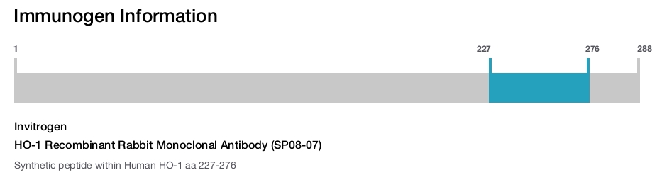 HO-1 Recombinant Rabbit Monoclonal Antibody (SP08-07)