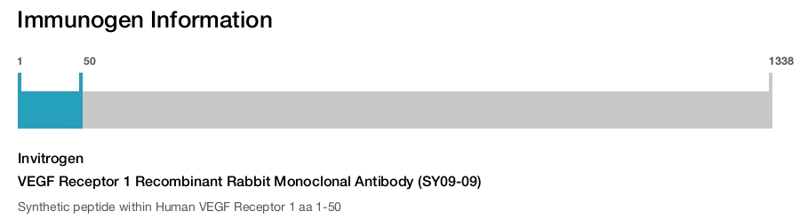 VEGF Receptor 1 Recombinant Rabbit Monoclonal Antibody (SY09-09)