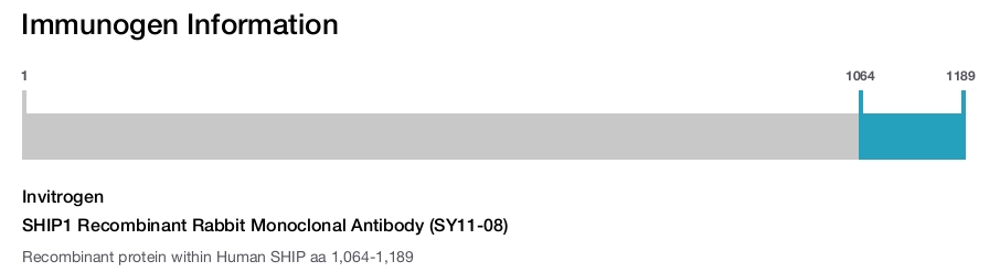 SHIP1 Recombinant Rabbit Monoclonal Antibody (SY11-08)