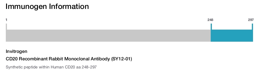CD20 Recombinant Rabbit Monoclonal Antibody (SY12-01)
