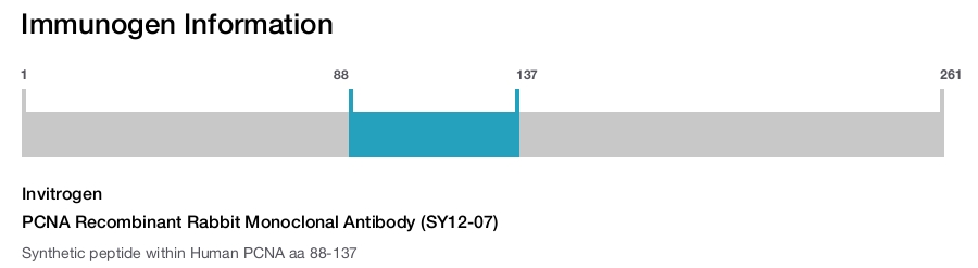 PCNA Recombinant Rabbit Monoclonal Antibody (SY12-07)